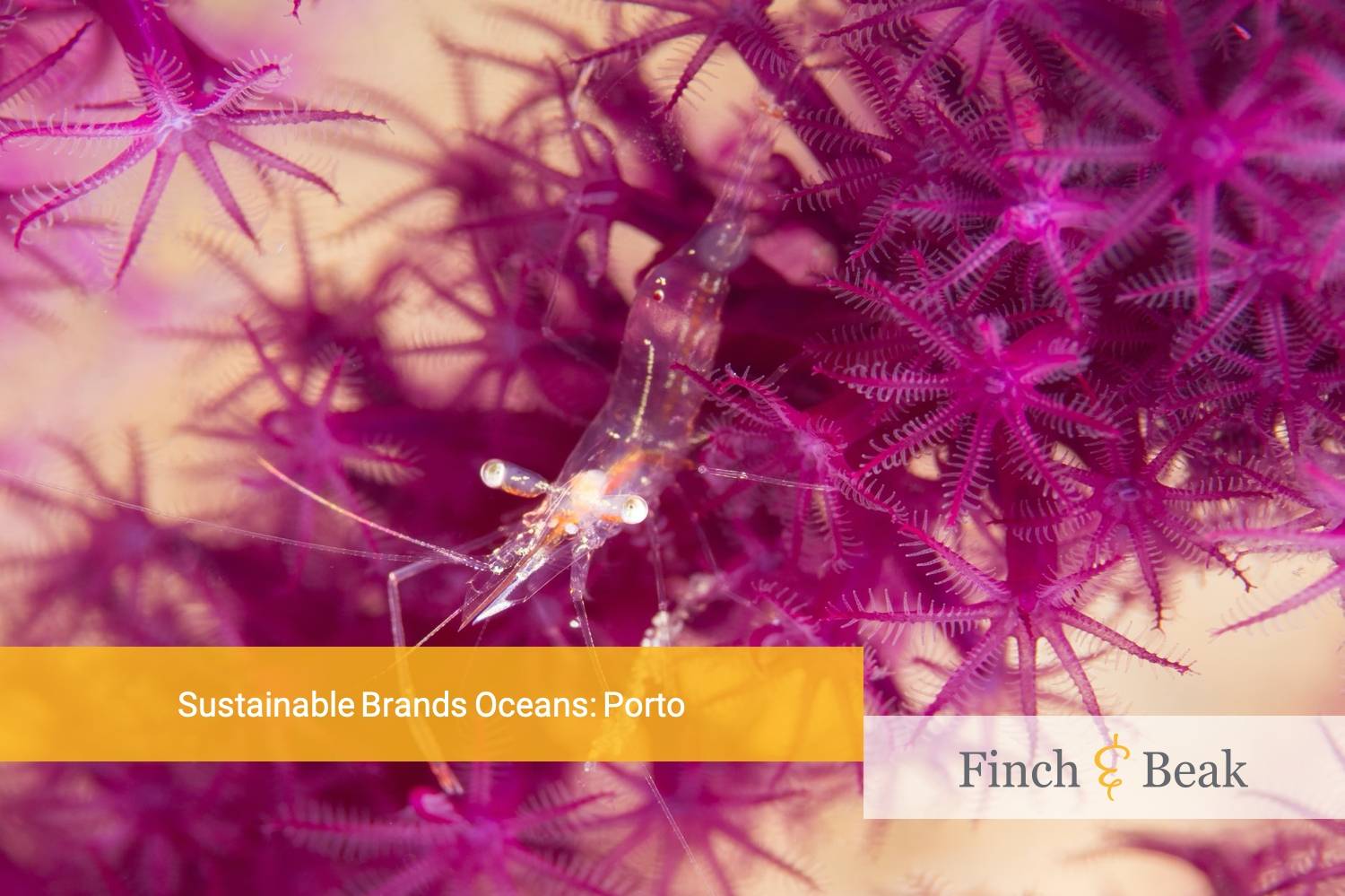 Sustainable Brands Oceans: Porto